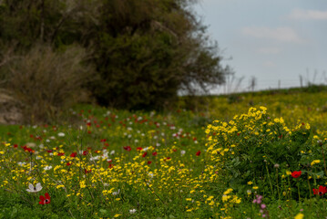 Flowering meadow in early Spring in rural Israel near Kiryat Tivon
