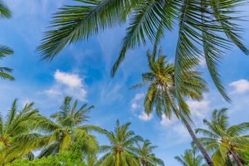 Green palm tree against blue sky and white clouds. Bottom view of palm trees tropical forest at...