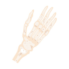 skeleton hand bones