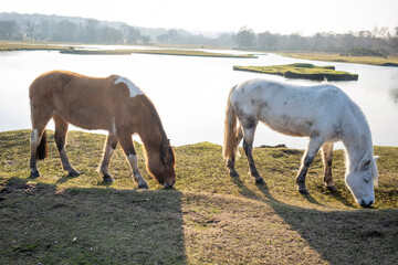 Obraz premium horses in the field