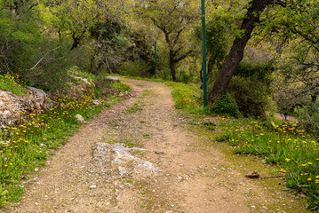 Obraz premium Dirt road through a woodland area in rural northern Israel. 