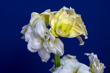 Ritterstern gef&uuml;llt, Amaryllis vor blauem Hintergrund