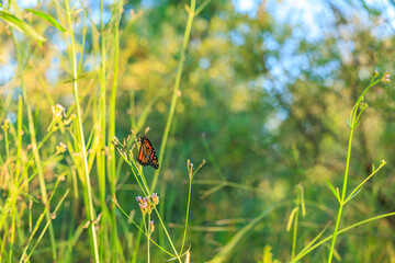 草に留まるオオカバマダラという名前の蝶々