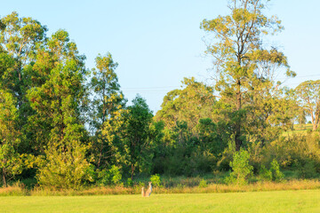 草を食べている野生のカンガルー	