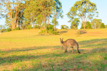 草を食べている野生のカンガルー	