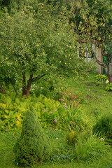 Fototapeta premium a landscape view with green lawn with trees and plants in the garden.
