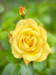 yellow rose