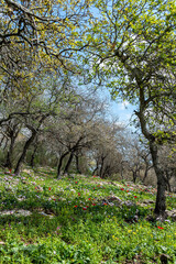 Fototapeta premium Woodland slope with lots of wildflowers including cyclamens, anemones and asphodels in northern Israel near Kiryat Tivon. 