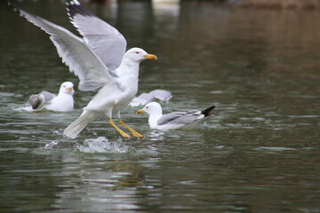 beautiful Seagulls on the water