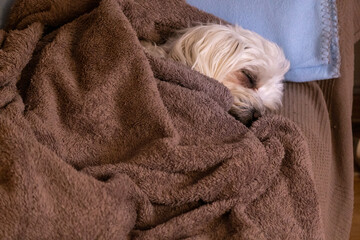 Bichon maltese sleeping covered with a brown blanket