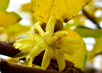 Vibrant yellow forsythia on a blurred background