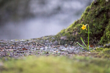 daffodil at the base of a tree in spring