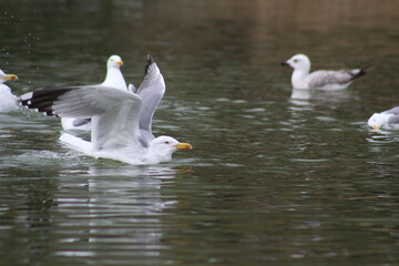 beautiful Seagulls on the water