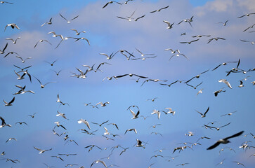 Seagulls flying un the sky