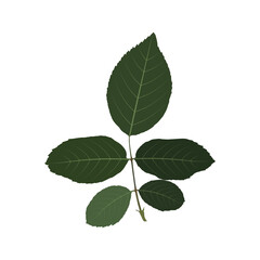 Rose branch with green leaves on a white background.