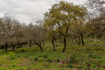 Obraz premium Woodland slope with lots of wildflowers including cyclamens, anemones and asphodels in northern Israel near Kiryat Tivon. 