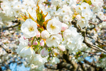 Close up view of white cherry blossom seen against a blue sky in springtime in The UK.