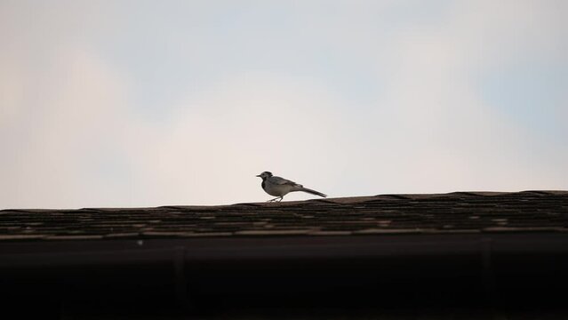 A small wagtail bird walks on the roof of a private house