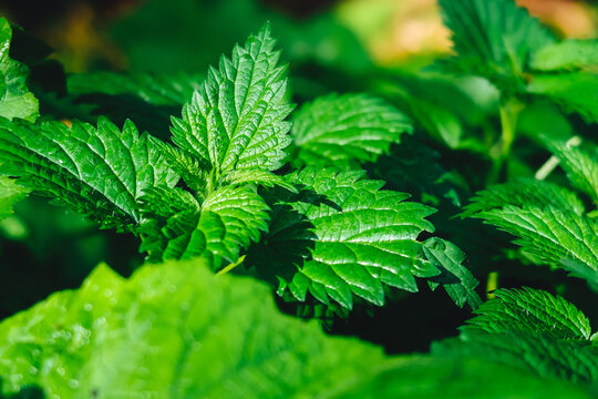 Catmint (Catnip) closeup. Nepeta cataria, commonly known as catnip, catswort, catwort, and catmint. Catmint is an aromatic herb that is commonly grown in the garden.