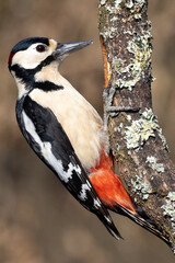Great Spotted Woodpecker Dendrocopos major)