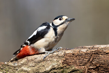 Great Spotted Woodpecker Dendrocopos major)
