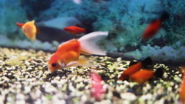 goldfish Goldfish Veiltail with swordtails in the aquarium eat food, horizontal