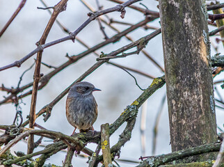 Fototapeta premium Bird on the tree