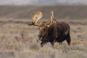 Closeup of a Bull Moose wandering the sage-covered plains in Grand Teton National Park, Wyoming, USA