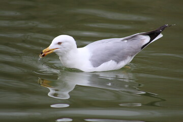 beautiful Seagulls on the water