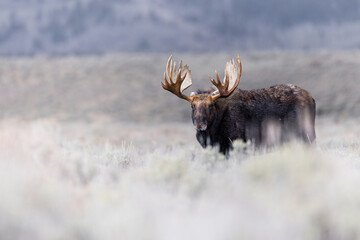 Closeup of a Bull Moose wandering the sage-covered plains in Grand Teton National Park, Wyoming, USA
