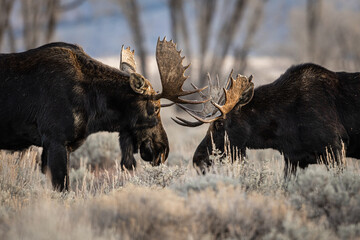 Closeup of a Bull Mooses play fighting in Grand Teton National Park, Wyoming, USA
