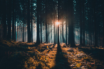 Sonne scheint durch einen geheimnisvollen Wald
