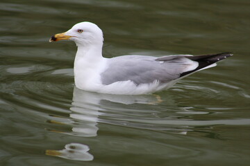 beautiful Seagulls on the water