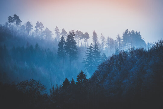 Scenic view of a mystical forest surrounded with fog © Michael Sauer/Wirestock Creators