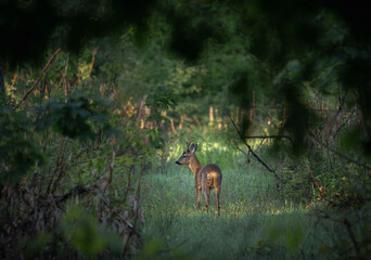 Young deer in a summer field © Jonathan Doval/Wirestock Creators