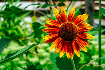 Sunflower Joker (Helianthus annuus) Unique Blooms.  Sunflower Seeds, unique blooms. Joker Sunflower Helianthus annuus Closeup of a sunflower flower.