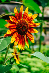 Joker Sunflower (Helianthus Annuus) is blooming. Closeup of a sunflower flower. Beautiful colorful sunflower flower on a blurry background.