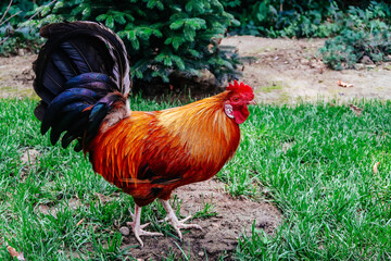 A rooster, also known as a cockerel or cock. A rooster in the foreground walking in the grass. 
