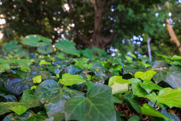 Fototapeta premium 地面に這う大きな葉と大木
