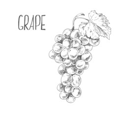 Hand drawn vector fresh grape vine image