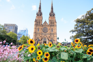 シドニー・セント・メアリー大聖堂の正面と向日葵