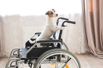 Jack Russell Terrier dog sits in a wheelchair. A devoted friend is waiting for the owner.