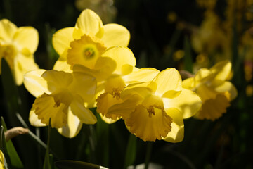 Flowers of yellow daffodil in the rays of the back sun. Beautiful spring postcard, picture