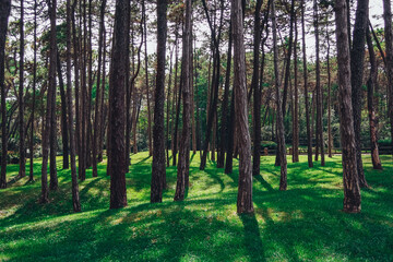 Pine trees in the park around the green grass on a sunny day
