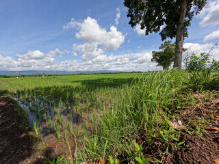 View of rice fields during the day with blue sky and white clouds in the background, sunny day in the countryside