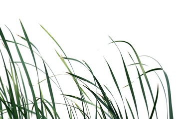 In selective focus wild grass leaves with wind blowing on white isolated background for green foliage backdrop 