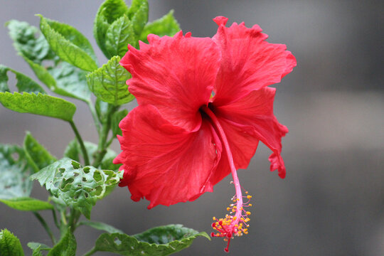 Red Hawaiian Hibiscus Flower