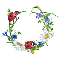 Floral round wreath of seasonal garden plants. Ladybugs in meadow wildflowers with grass. Bluebell, daisy, cornflowers. Watercolor hand painted isolated element on white background.