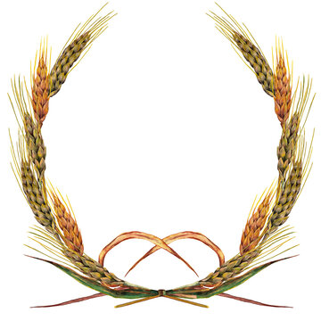 Harvest time wreath of seasonal field cereal plants. Ripe wheat ears.  Grand prix symbol. Watercolor hand painted isolated element on white background.