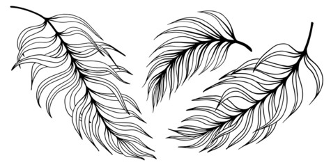 Set of black and white tropical leaves. Hand drawn vector illustration.